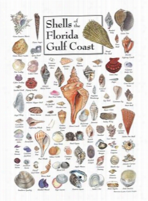 Shells Of Floridaa␙s Gulf Co Ast Poster By John Douglass & Ja Ckie Leatherbury Douglass