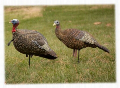 Avian-x Lcd Jake And Breede R Hen Turkey Decoy Combo