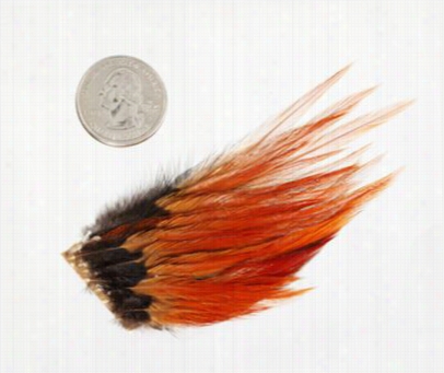 White River Fly Shop Thirsty Fly Hackle Mini Packs - Size 12 And 14 - Coachman Brown