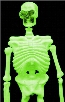 Life Size Glow In The Dark And Black Light 3D Skeleton (5 Feet Tall)