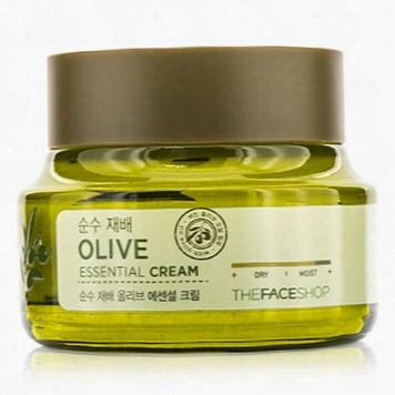 Olive Essential Cream