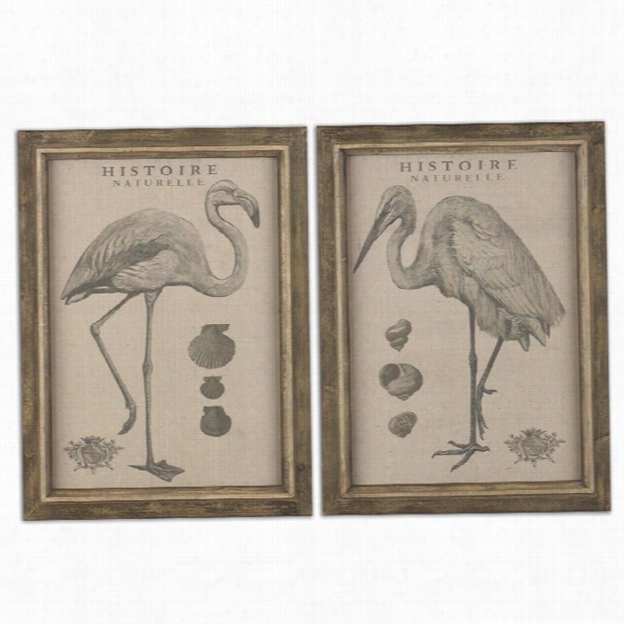 Uttermost Natural History Framed Art In Taupe (set  Of 2)