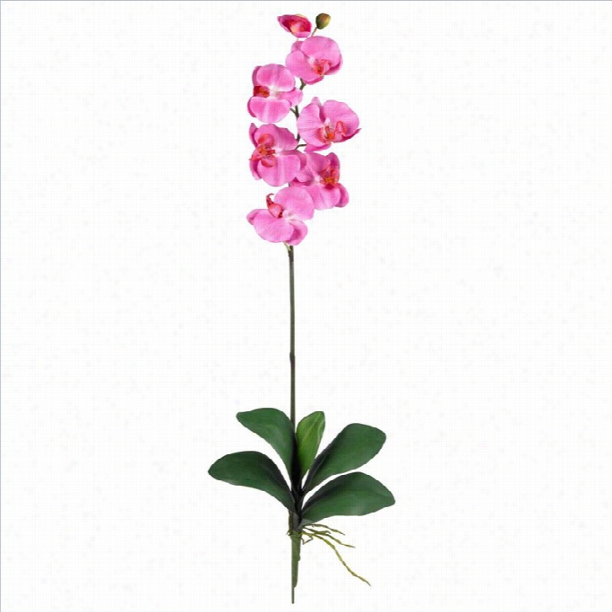 Naerly Natural Phalaenopsis Stem Iin Dark Pink (set Of 12)