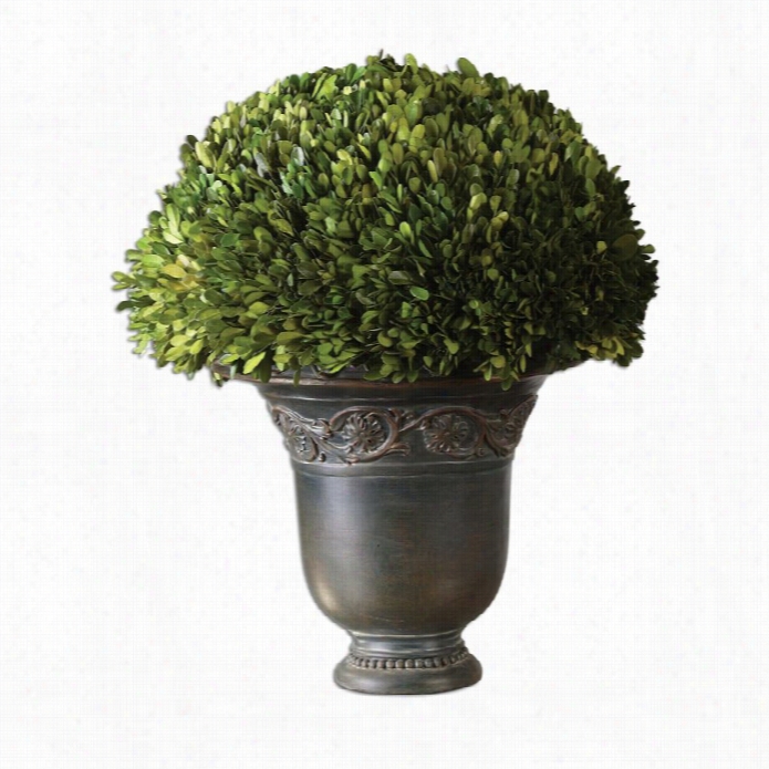 Uttermost  Globe Preserved Boxwood In Natural Evergreen