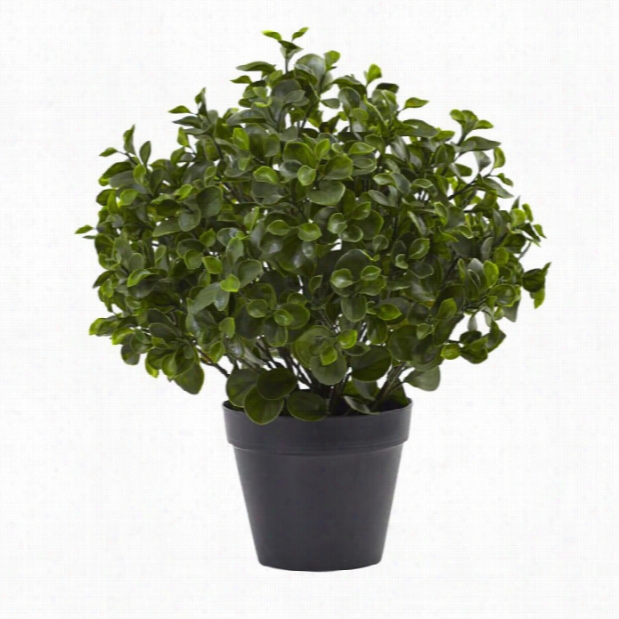 Closely Unaffected 23 Peperomia Plantuv Resistant ((indoor-outdoor)