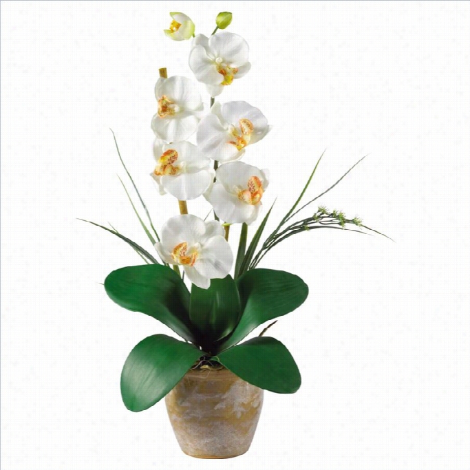 Nearly Naural Phalaenopsis Silk Orchid Figure Arrangement In C Ream