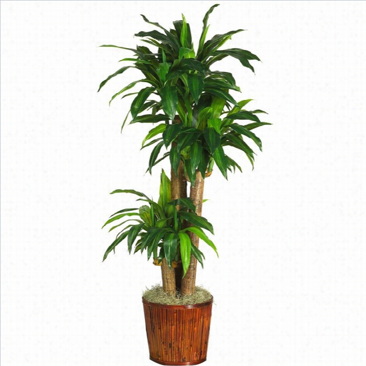 Nearly Naturaal 62 Dracena Withbasket Silkplant (real  Touch) In Gren