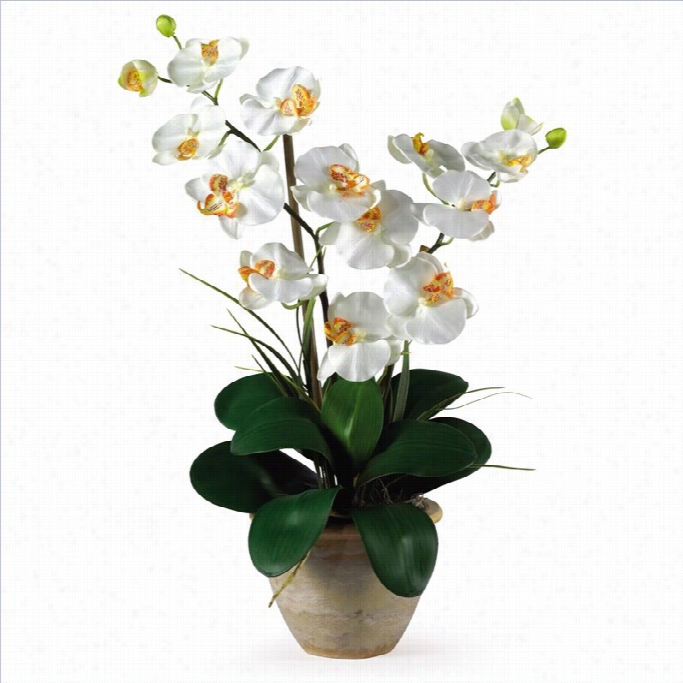 Nealry Natural Doubl E Phalaenopsis Silk Orchid Flower Arrangement In Creaam