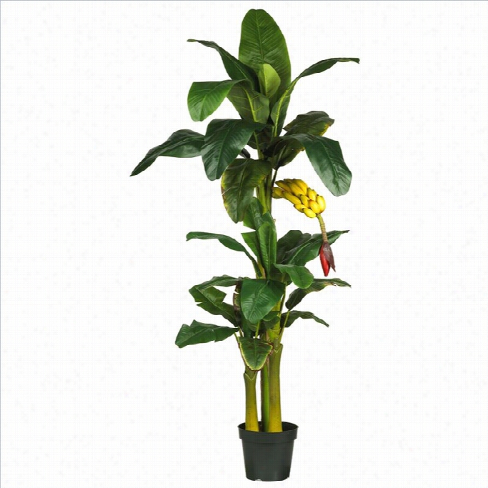 Nearly  Naural 6' Triple Stalk Banana Silk Tree In Green