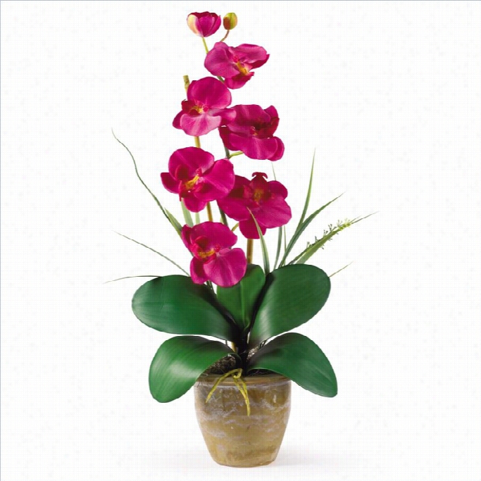 Nearly Regular Phalaenopsis Silk Orchid Prime Arrangement