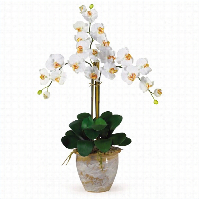 Nearly Natura Ltriple Phalaenopsis Silk Orchid  Flower Arrangeementt In Cream