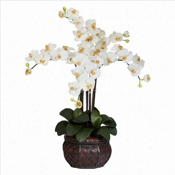 Nearly Natural Phalaenopsis With Decorative Vse Silk Flower Preparation In Cream