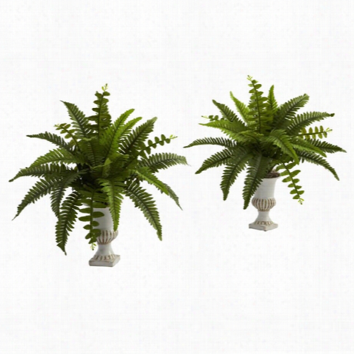 Nealy Essential Boston Fern W Ith Urn (set  Of 2)