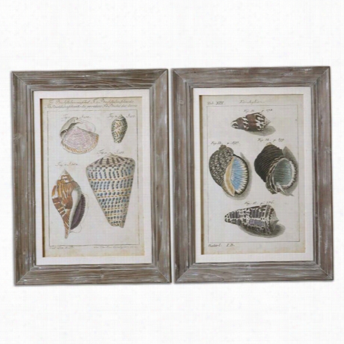 Uttermost Vntage Shell Study Framed Art (set Of 2)