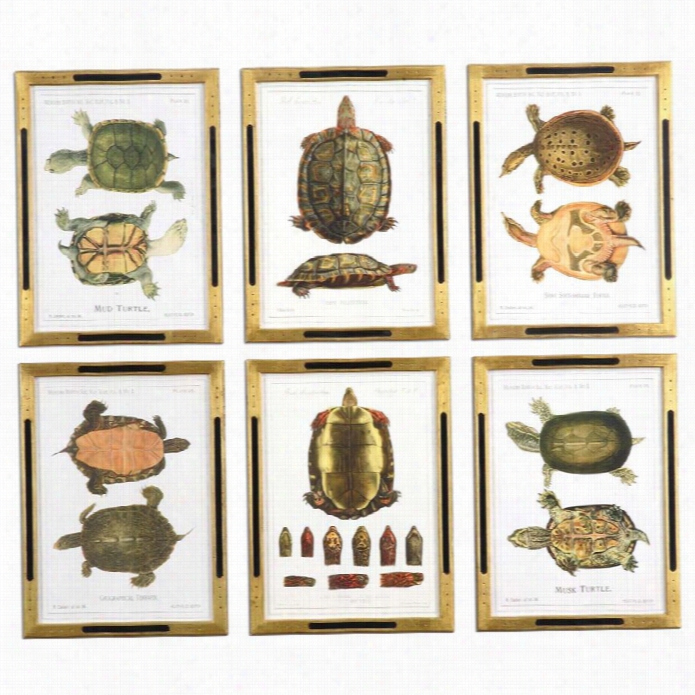 Uttermost Tortoise Study Framed Art (set Of 6)